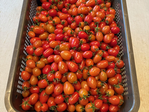 【訳あり・加工用】アイコトマト｜加熱で旨みが出やすいミニトマト｜ソース・煮込み向け 1kg