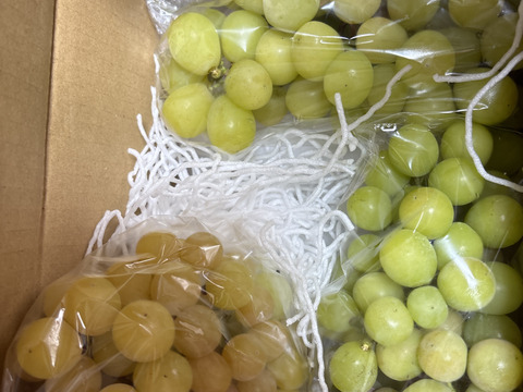 クール便 食べチョク登録記念2025年限定 山梨産 ゴールドシャインマスカット入り！シャインマスカット約1.1kg~1.2kg　【訳あり】最終になります。美味しい食べ方や保存の仕方を同封します！