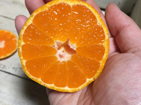 【予約販売】農薬使わず育てました*青島みかん10kg