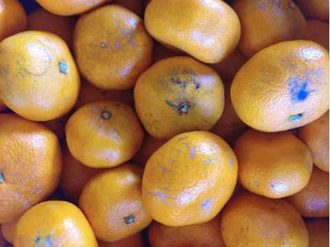 【農薬・化学肥料不使用】神奈川産　青島みかん　10kg (訳あり)