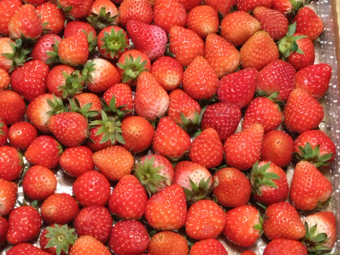 【内容量約1000g】【毎年恒例感謝セール開催！小粒以上いちご！】【スターナイト・きらぴ香】