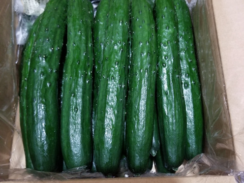 セール(SALE)開催中！ファッション通販 朝採り！信州産きゅうりA品2kg（箱重量込・正味1.8㎏）：長野県 野菜