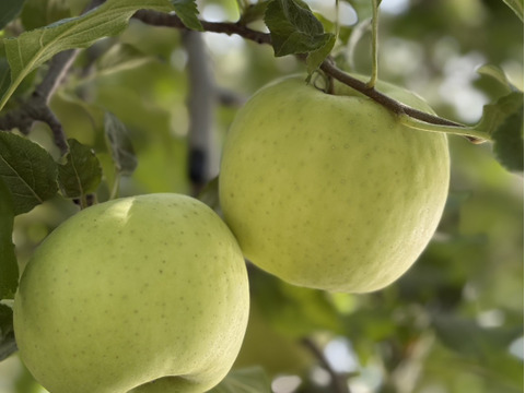 ”さわやかりんご”特別栽培 シナノゴールドＡ品・3㎏