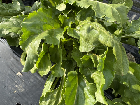 農薬不使用！『ゴルゴビーツ』2個セット