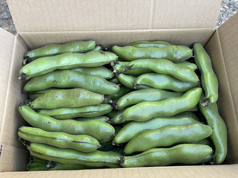 採れたて❗️そら豆3キロ：千葉県産の打越一寸｜食べチョク