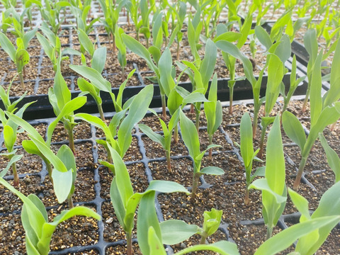 《訳ありでお買い得！》ドルチェドリーム（6〜8本）トウモロコシM〜2Lサイズ