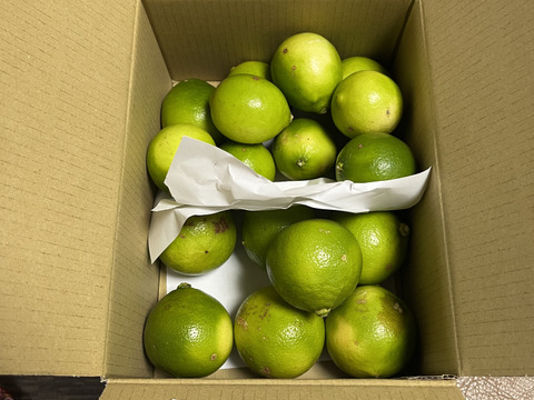 どちらも２級品　ライム　ベルガモット合わせて１.8ｋｇ セット【柑橘食べ比べ】