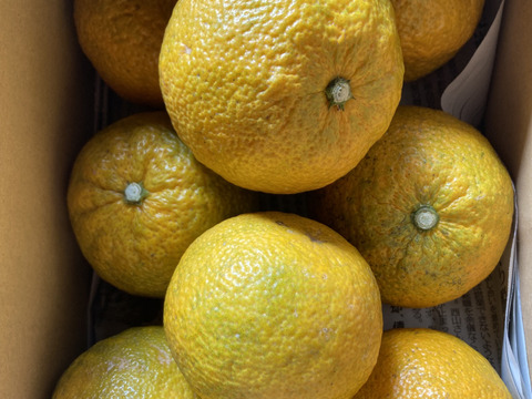 【12月下旬～1月下旬頃まで】紀伊路屋 和歌山有田産 じゃばら果実 お試し 1.5kg