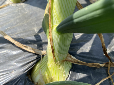 今年も販売します‼️吊るして保存‼️早生玉ねぎ15キロ入‼️