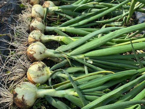 【自然栽培】採れたてシャキシャキ新玉ねぎ10㎏