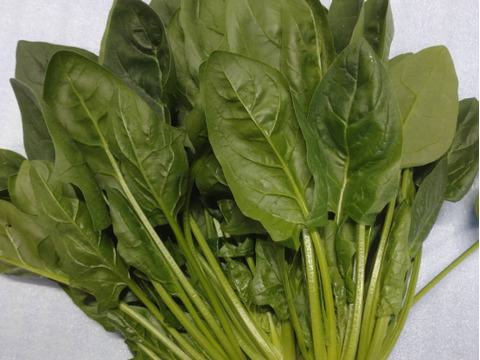 血をサラサラにしよう！新鮮ほうれん草