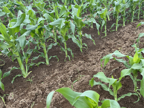 【北海道】生で食べれるなまらウマいトウモロコシ『プレミアム味来』《10本》
