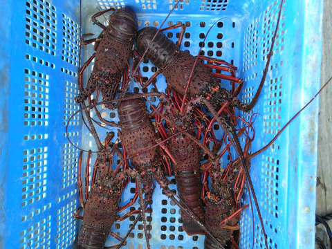 豊後の伊勢エビ