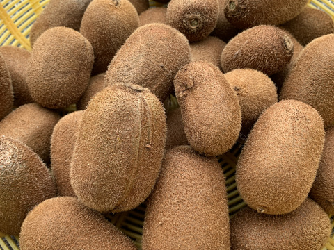 【福袋】〈クール便発送〉おまけアボット付き！あま～いグリーンキウイ〈みつばちキウイ®〉中玉 1.3kg〈農薬・化学肥料不使用〉