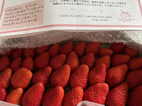 トクトク🍓いちごの宝石箱
朝摘み完熟酵素栽培のこだわりいちご
【いちご食べ比べ】３種食べ比べ！
（３月中旬〜発送）