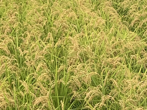 自然栽培【イセヒカリ】玄米10kg(5kg×2) 令和5年度兵庫県産 農薬肥料不使用の自然栽培米