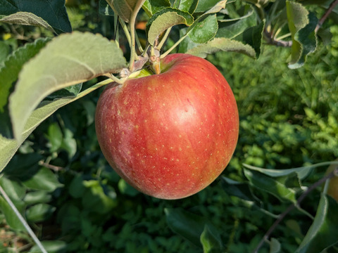 甘さが際立つつがる（自家用）5㎏