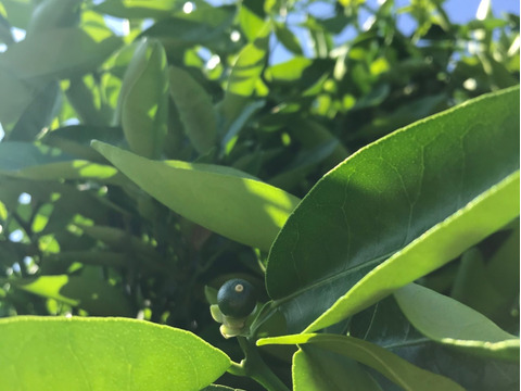 🍊飲むゼリー🍊無添加ジュレお得用20本set【各品種4本】