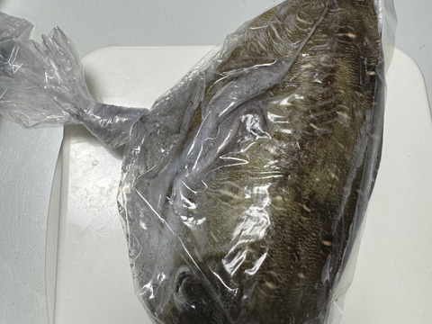 一本釣り　大型　活　モンゴウイカ　活〆冷凍　1.4k（一杯）