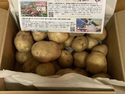 【自然栽培🍀固定種デジマ 1Kg】毎年種芋を繋いでいます🥔程よくほっくり・コクと甘さが特徴