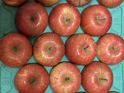 【王道サンふじ】　5㎏　13～20玉　本場青森りんご　農家直送　元気なりんご