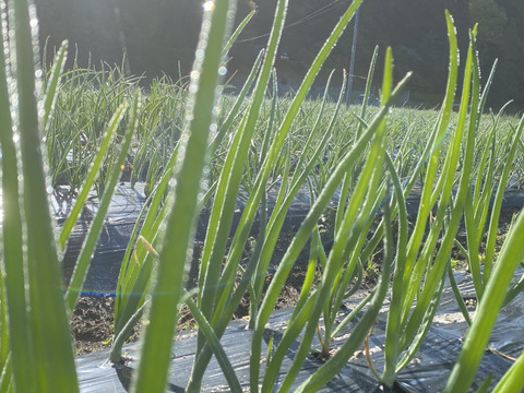 2kg農薬不使用のトロトロ葉玉ねぎ🧅ご飯が進む！お酒が進む！簡単に美味しいができる！新鮮土付き！