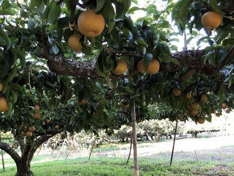 豊水　家庭用5㎏超特大9玉