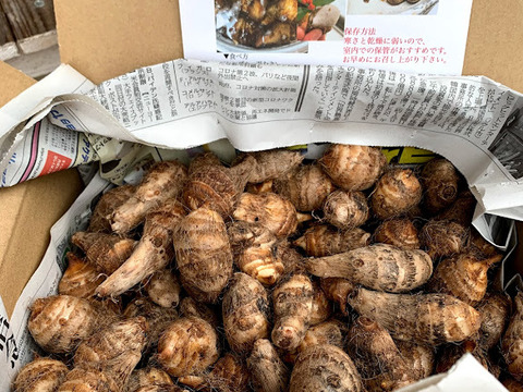 ぷりぷりむけるちいさな海老芋　京都伝統野菜　こえびちゃん1K