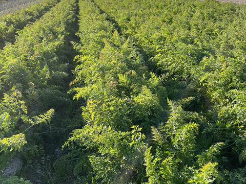 【自然栽培】徳島県産 手しごとの自然な甘みニンジン(4kg)