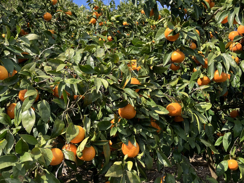 カラマンダリン【3kg（箱込）・ご家庭用】