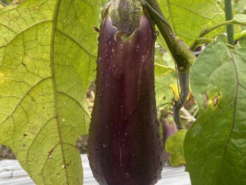 トロトロ焼きナスがオススメ！！天狗ナス2本セット