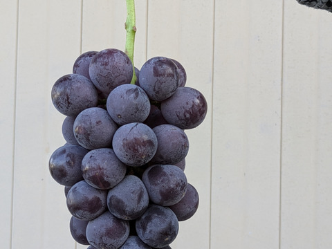 家庭用大粒ぶどうおまかせセット