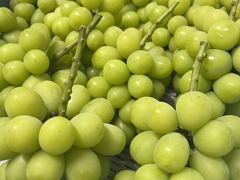 大粒！高糖度！岡山県産シャインマスカット1.2kg(2房入)