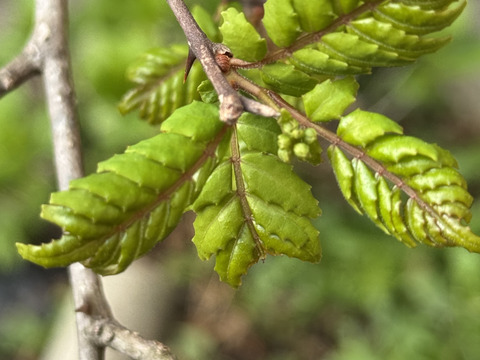 無農薬］山椒の葉 山椒の新芽 花山椒 200グラム