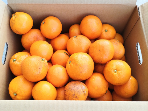 《農薬不使用》ギュッと濃厚！完熟みかん(ご自宅用・5kg)