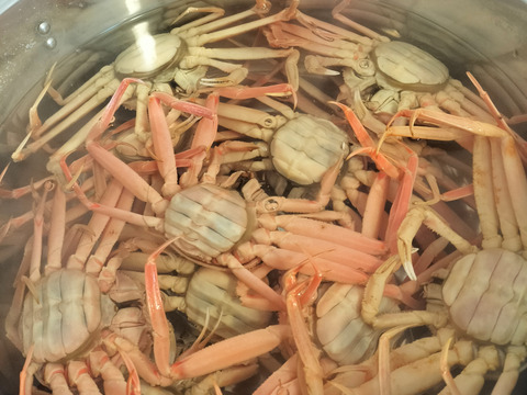 【12月末までの幻のカニ！】セコガニ甲羅盛り　4杯入り