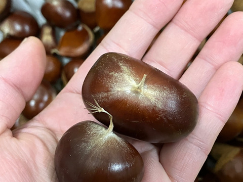 低温熟成・無燻蒸 サイズバラ栗 (１㎏)