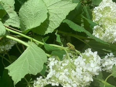【癒しのお花】アナベル　5本　(30〜50cm)