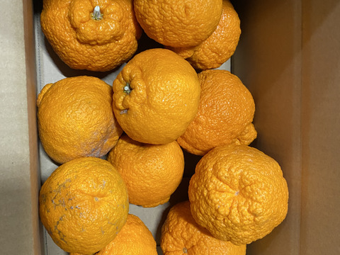 【予約特価】（家庭用）肥の豊　4キロ