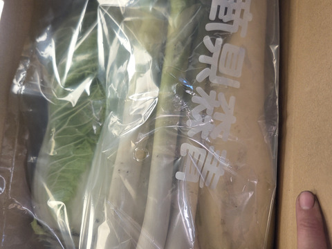 【少量内容量】自然栽培大根×白菜×ネギ(堆肥、農薬、肥料一切無し)