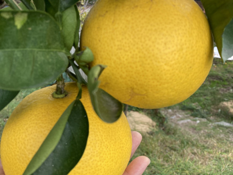 紀の川八朔　優品L〜２L寸↑ 10kg箱込み　ハズレなし！！