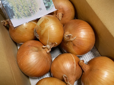 大地の恵み！淡路島完熟玉ねぎ🧅【シャーロットオニオン　輝玉（キラ玉✨）】(2kg)
