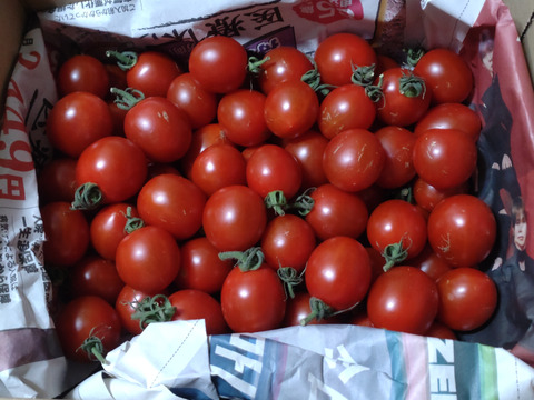 愛媛県産  高糖度ミニトマト 1kg