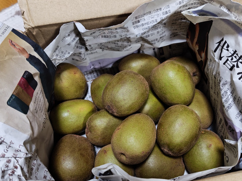 ★2025年度終売いたしました★希少品種のキウイフルーツ🥝『レッドキウイ』Mサイズ（1kg）