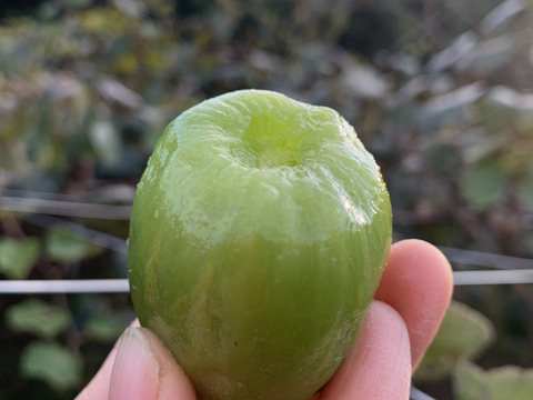 おまけ付き！【今回限りの特別セット】熟すと甘～いグリーンキウイ〈みつばちキウイ®〉中玉 + ひとくちキウイ + 完熟八朔