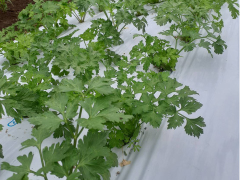 イタリアンパセリ 200g　自然の魔法―腐植が紡ぐ究極のイタリアンパセリ  化学肥料・化学農薬・除草剤不使用　200g