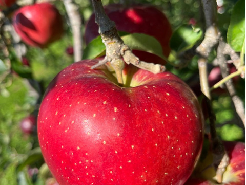 綺麗な秋映 5キロ箱 12～18玉 長野県産