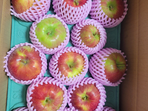 🍎【すっぱい夏りんご】シナノレッド3キロ箱 6玉〜15玉サイズ商品ID40750 長野県 信州 安曇野 リンゴ 幻 幻のリンゴ 予約 希少 旬