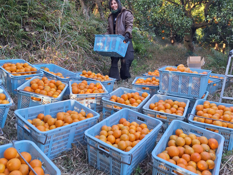 お猿さんから守れ！レスキューたんかん　６キロ