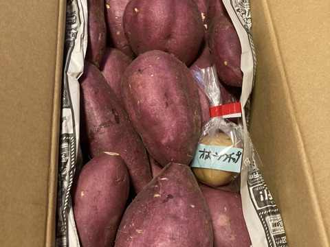 訳ありでもホックリサラリ！新品種「ゆきこまち」色々なサイズ入り  3キロ箱